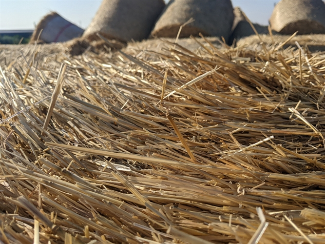 Baled Straw