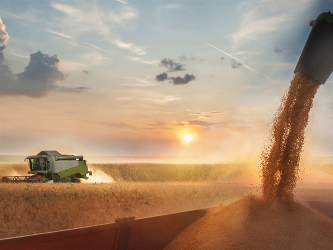 Harvesting grain for livestock feed