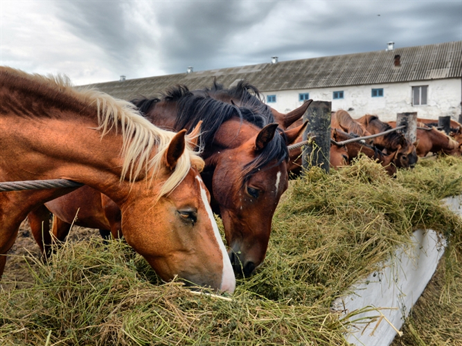 Horses feeding on treated hay